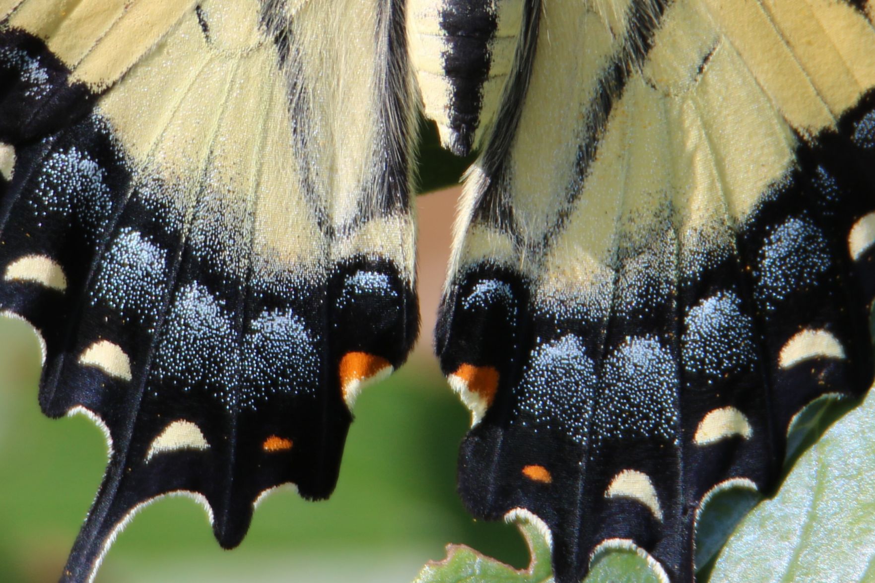 The Tail